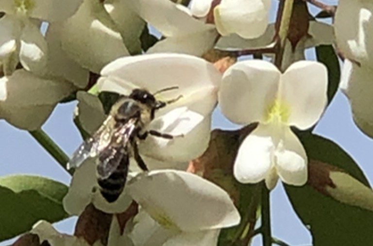 上等好(hǎo)蜜正當時(shí)——洋槐蜜（Acacia Honey）