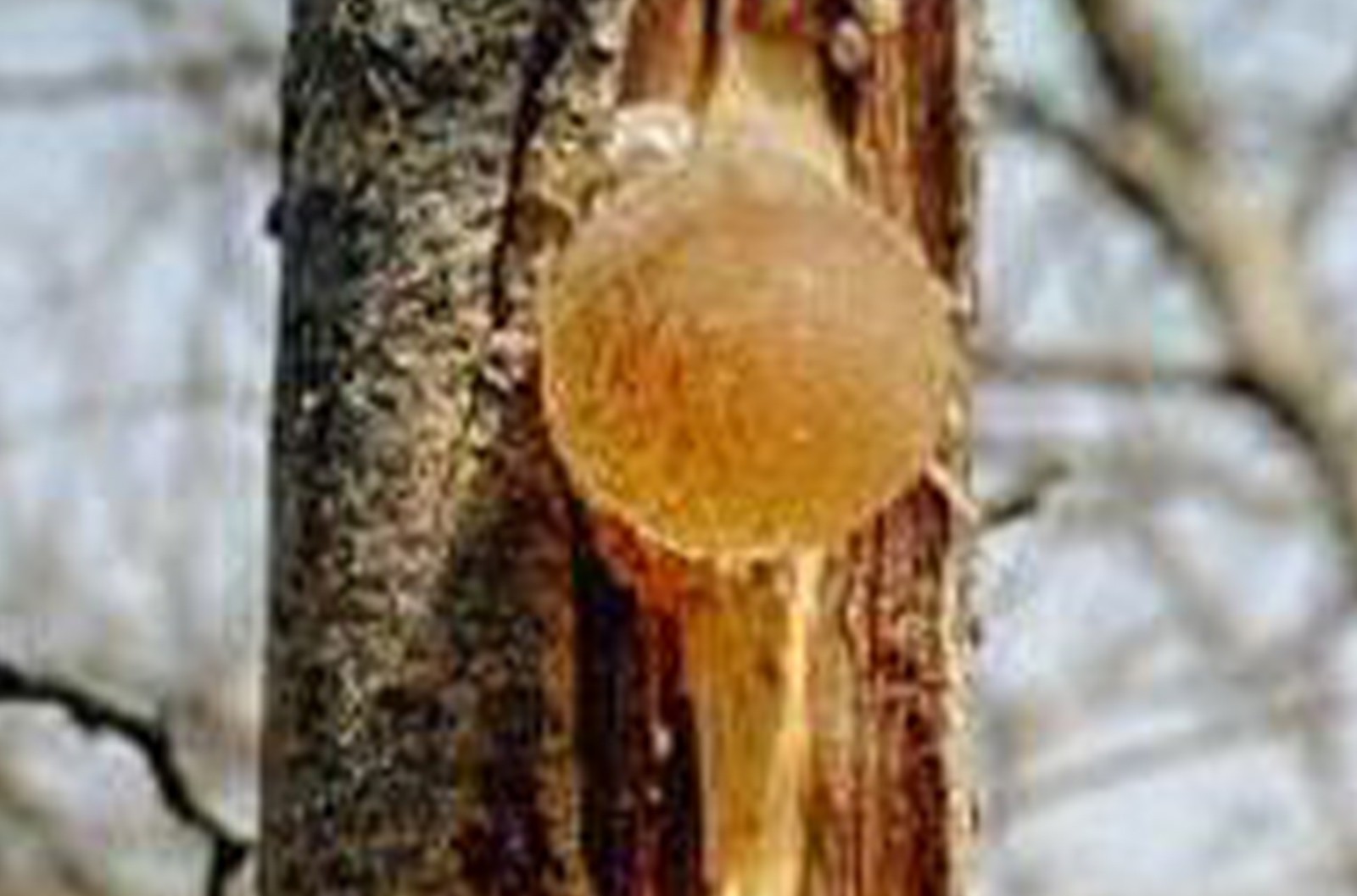 阿拉伯膠( ACACIA GUM) 糖果巧克力生産中典型的低卡路裡(lǐ)原料之一