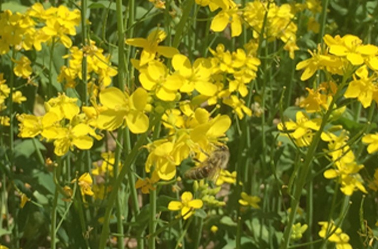 青海油菜，中國(guó)優質蜂蜜主産區