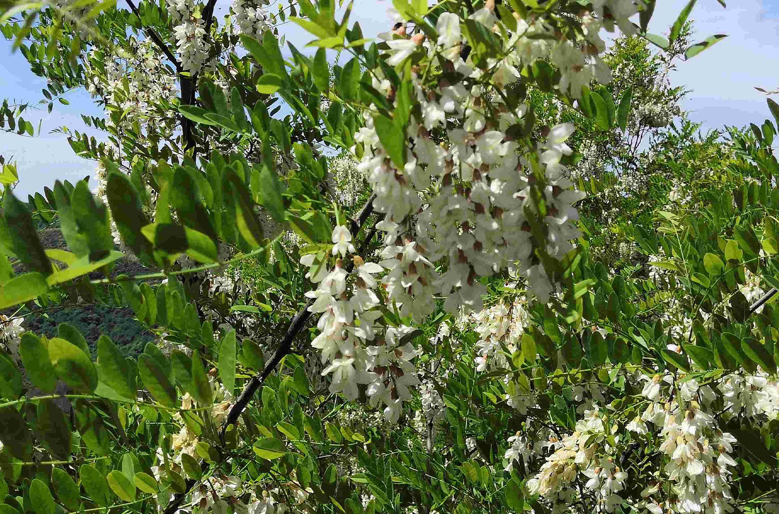 又是洋槐飄香時(shí)： 2022年度洋槐蜂蜜産情彙總